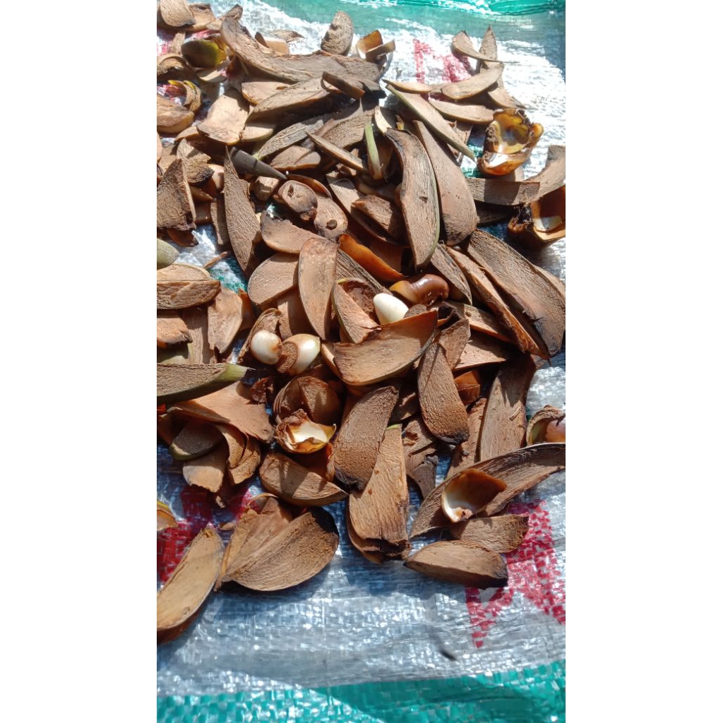 

Buah buruluk/tembuluk yang sudah di keringkan 100gr, 200gr, 300gr