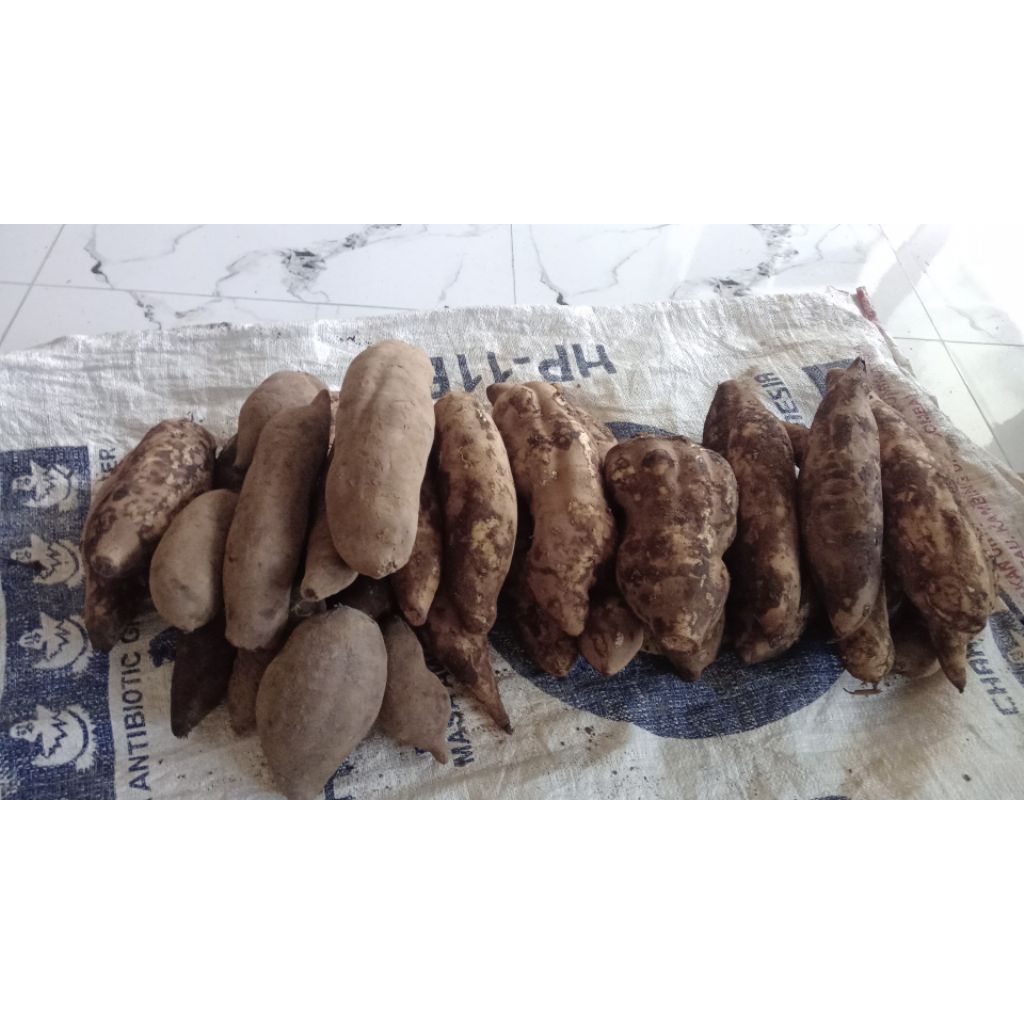 

Ubi Yacon Super Asli Wonosobo