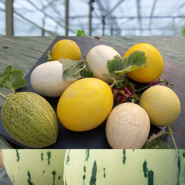 (IAN) Benih MELON PREMIUM Biji Melon Skid Row Hami The Blues Lavender Myoku Honey Globe King Show Ce
