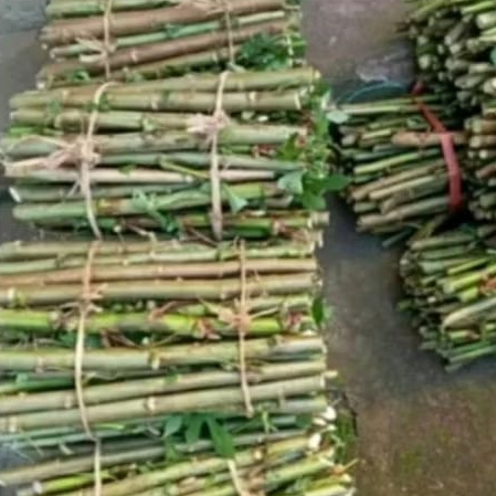 

stek batang singkong biasa,sayur,papua(satu paket isi 100potong)