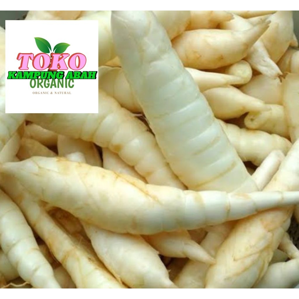 

umbi Garut segar fresh atou tarigu