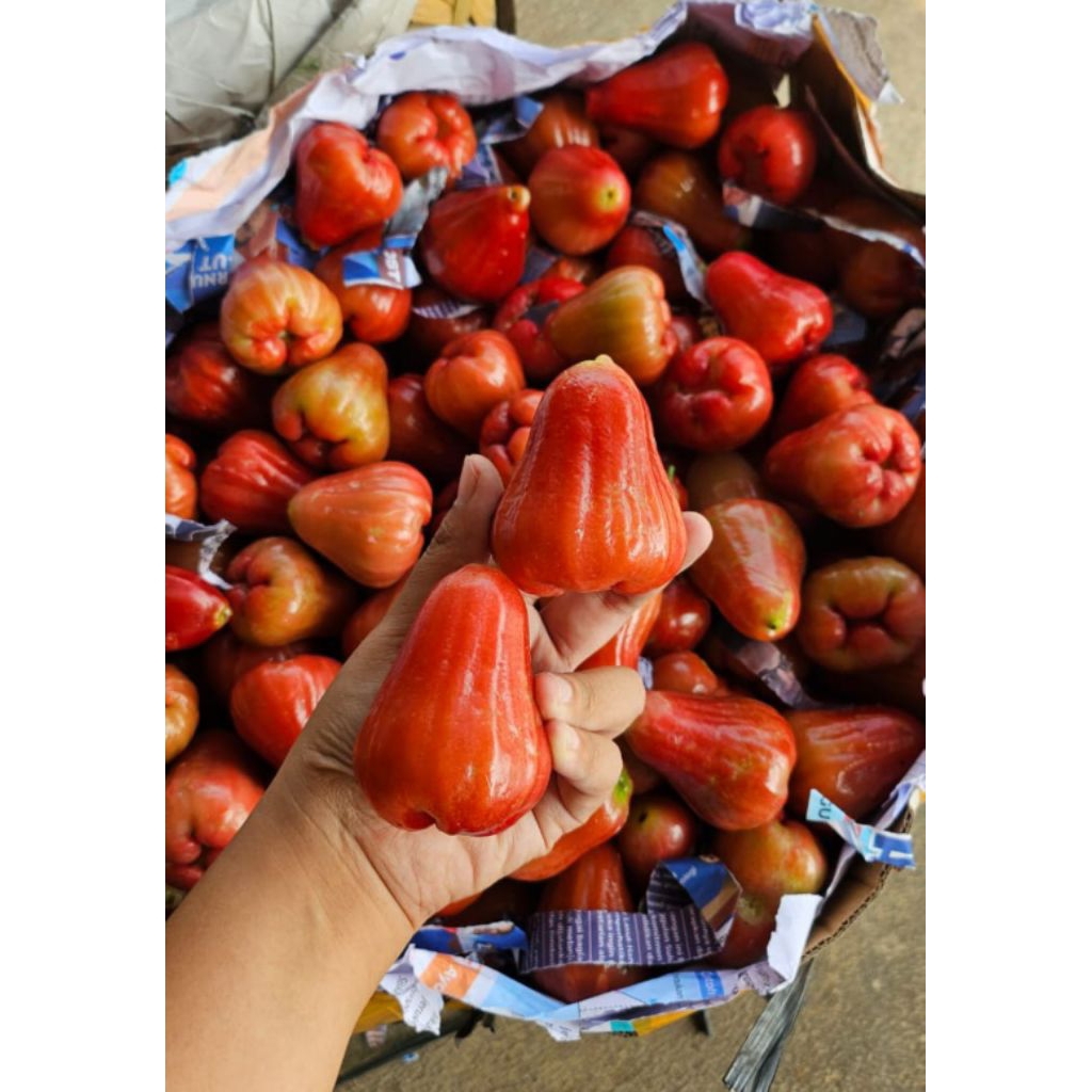

jambu citra & cingcalo fresh packing mika
