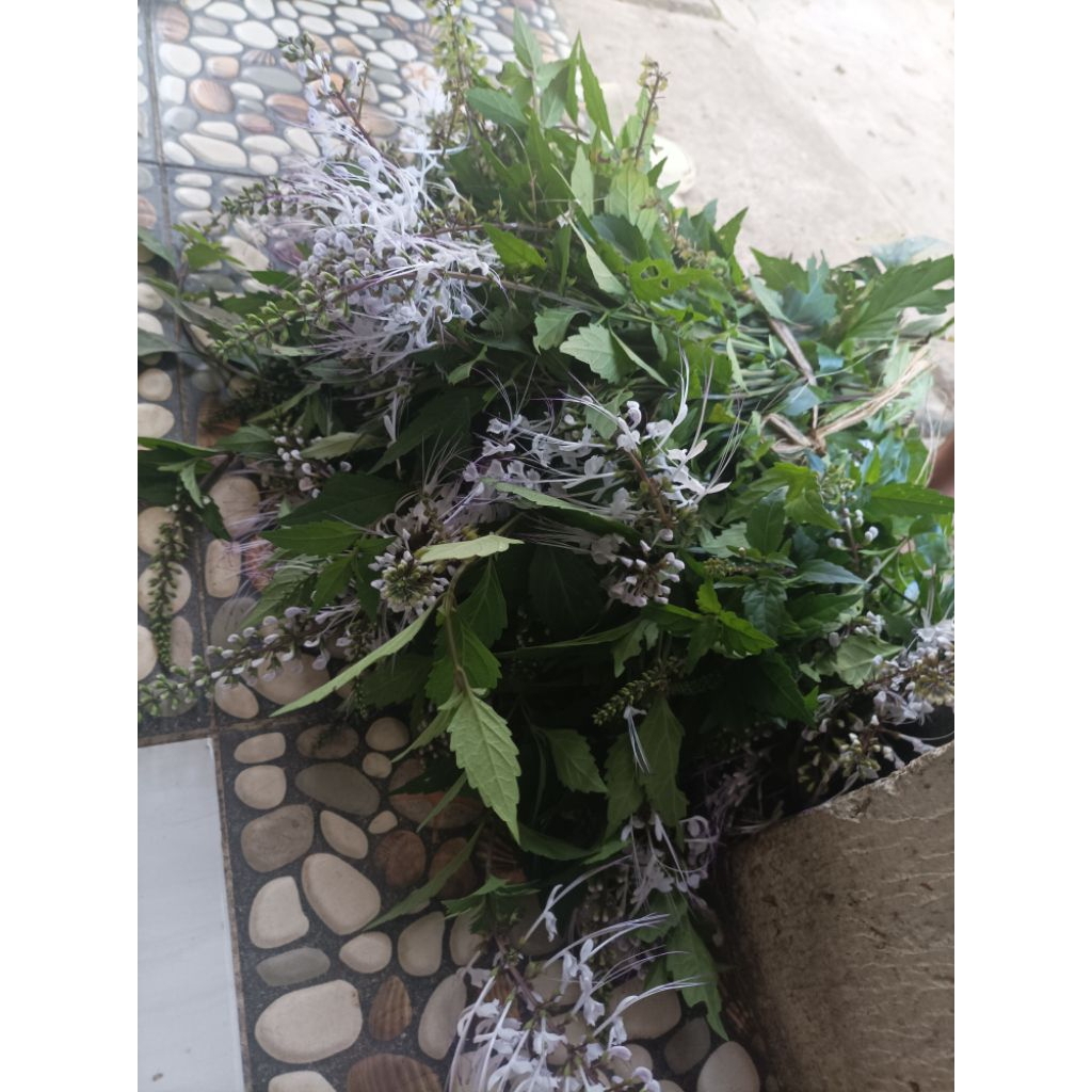 

Daun batang bunga kumis kucing segar per 1000 gram
