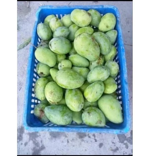 

mangga muda gadung & tua 1kg