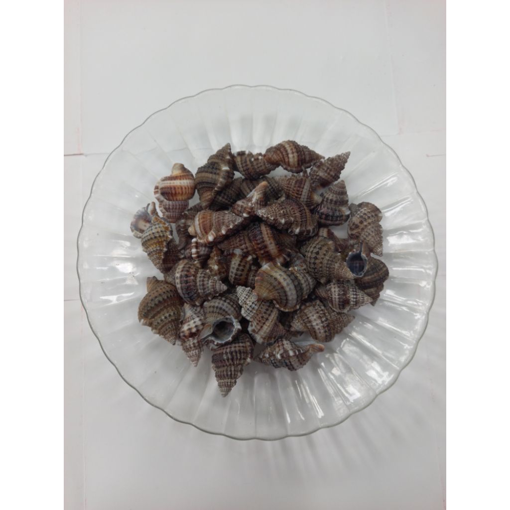 cangkang kerang/cangkang kelomang /cangkang keong isi 30pcs