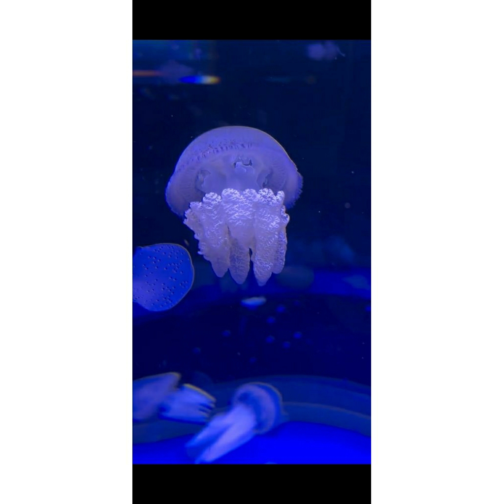 

JELLYFISH /UBUR UBUR LAUT