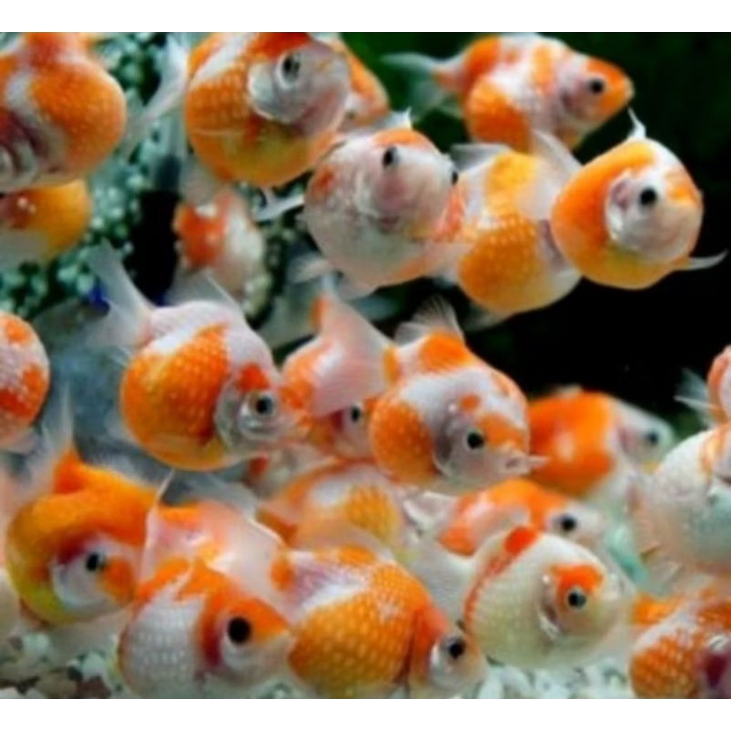 perhiasan Akuarium MAS koki MUTIARA 10ekor /ikan/hiyas/pemandangan terindah/gambar