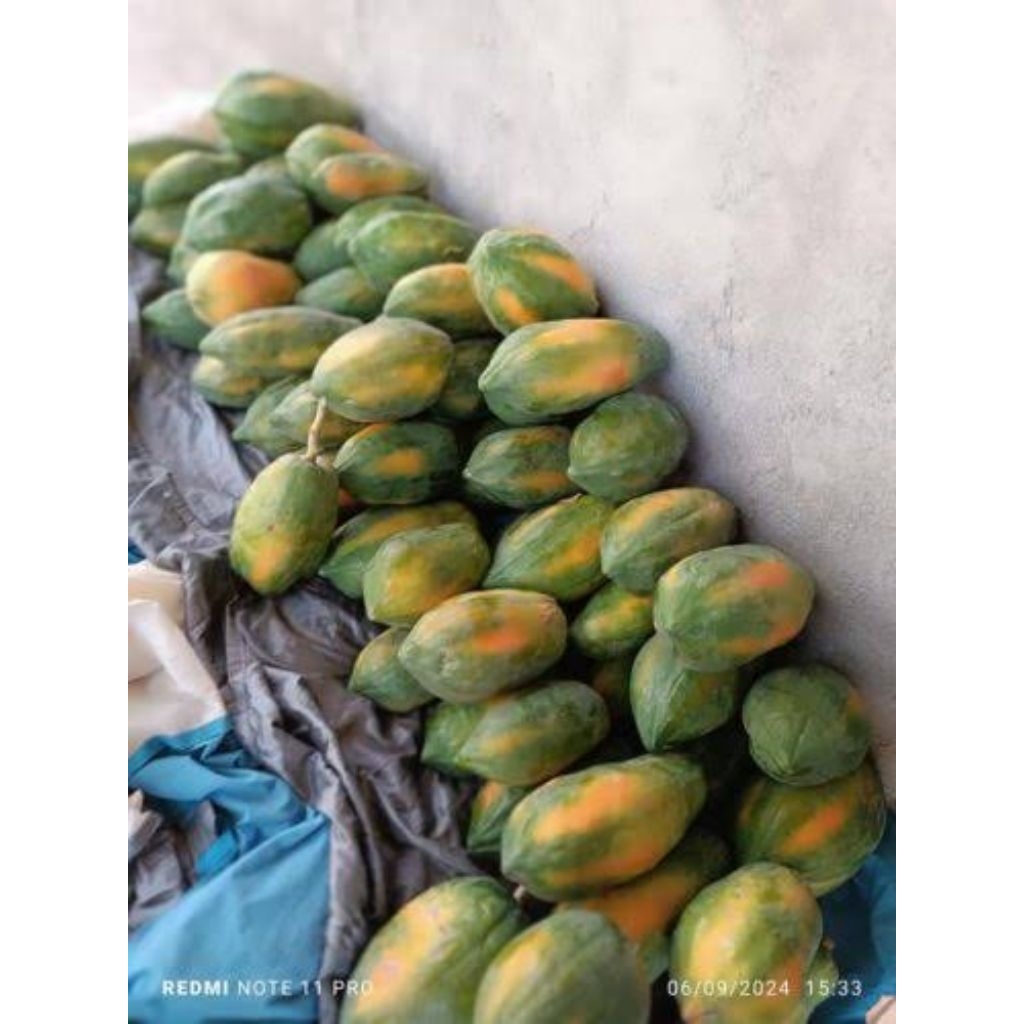 

Buah Fresh Kates (pepaya) Jinggo Harga per Biji