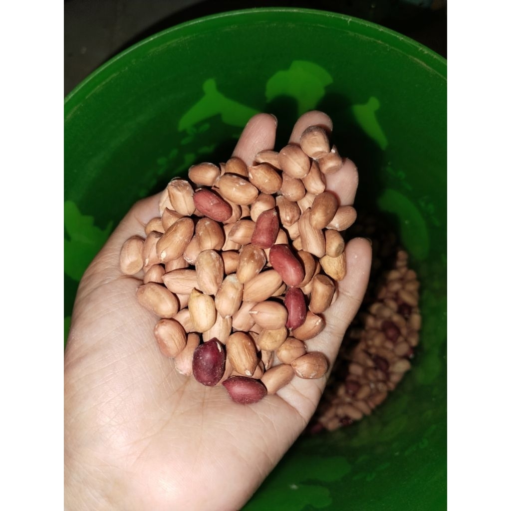 

biji kacang tanah termurah