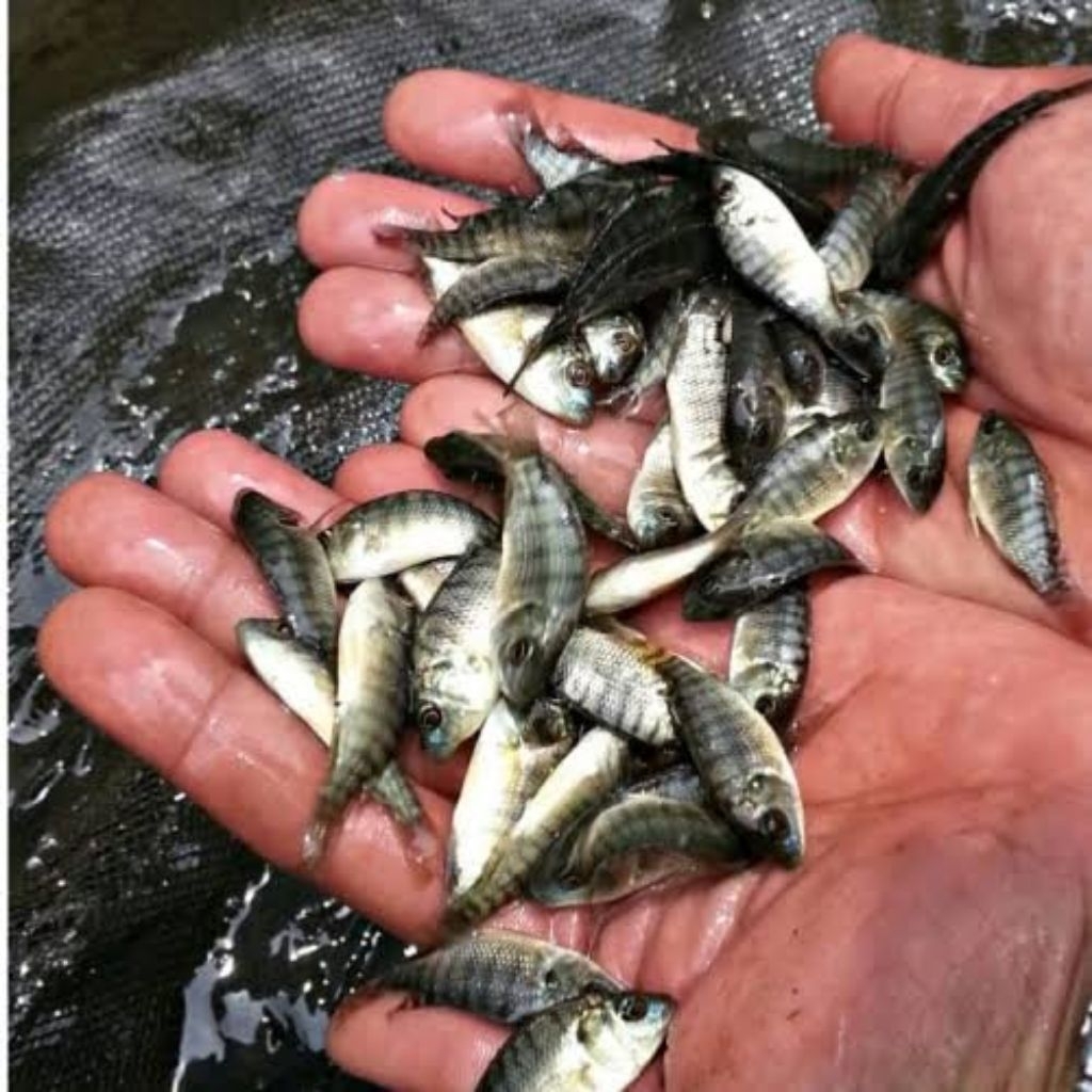 bibit nila monosex(kekar)