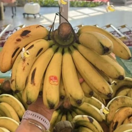 

Pisang barangan Medan fresh segar -+1 kg