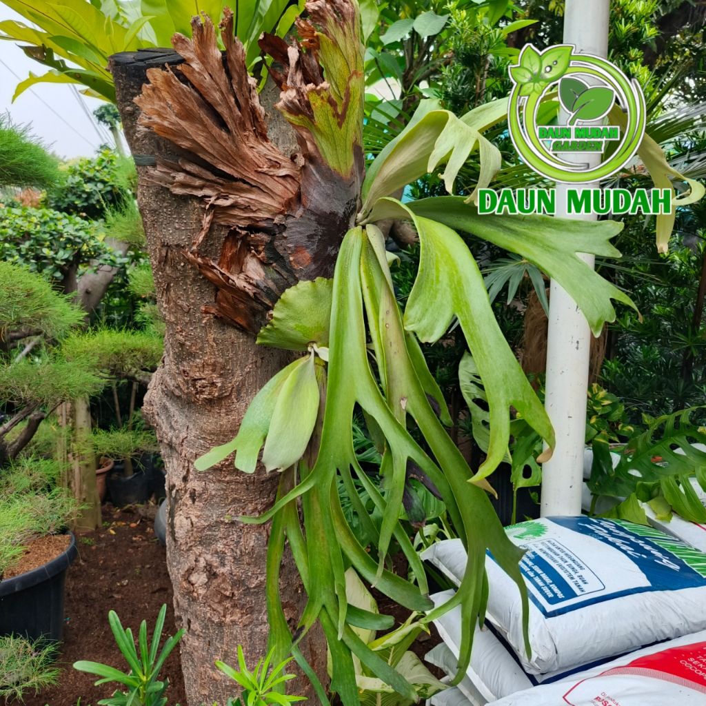 tanaman hias tanduk rusa / tanaman dinding