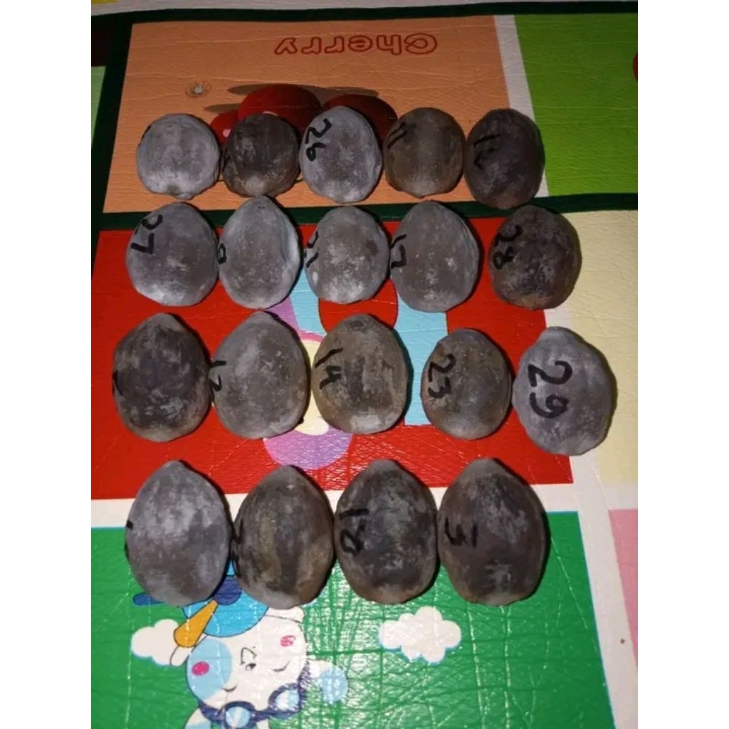 muncang aduan jawa pedang