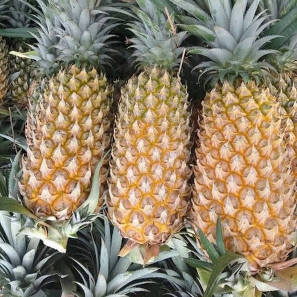 

NANAS MADU GUNUNG KELUD BESAR JUMBO( pulau jawa)