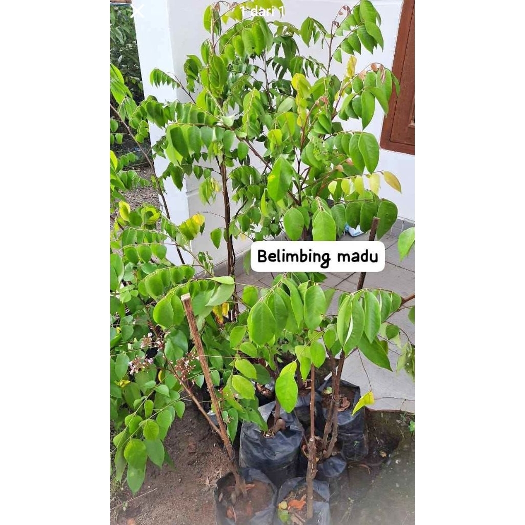bibit belimbing madu jumbo