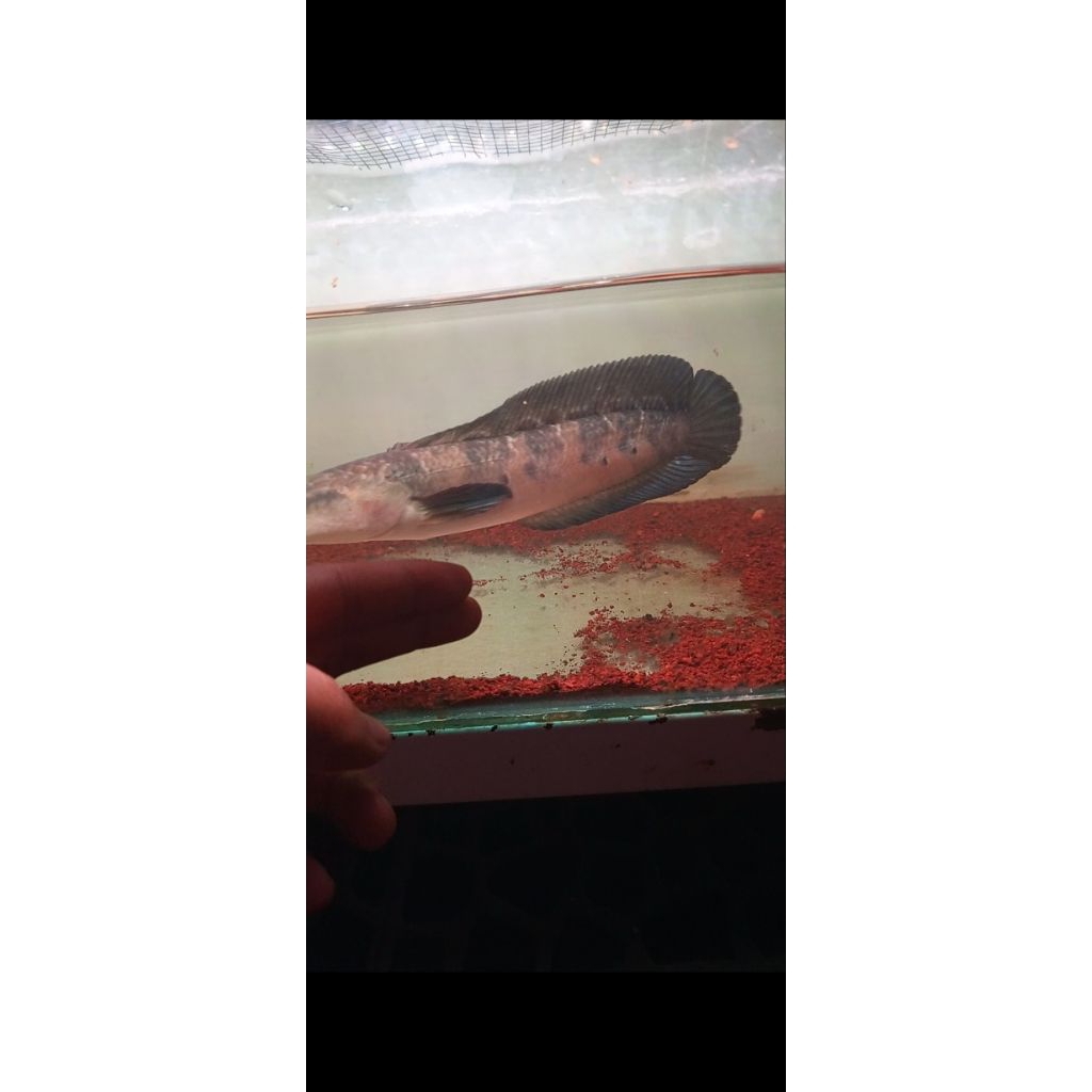 Red barito progres 20-25cm/KHUSUS DAERAH BANDUNG