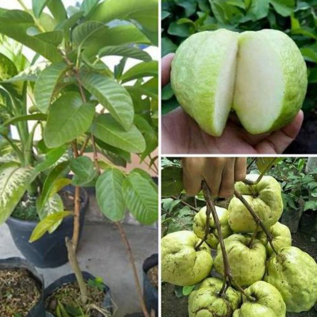 JAMBU KRISTAL UNGGUL cangkok NON BIJI, DIJAMIN MANISS