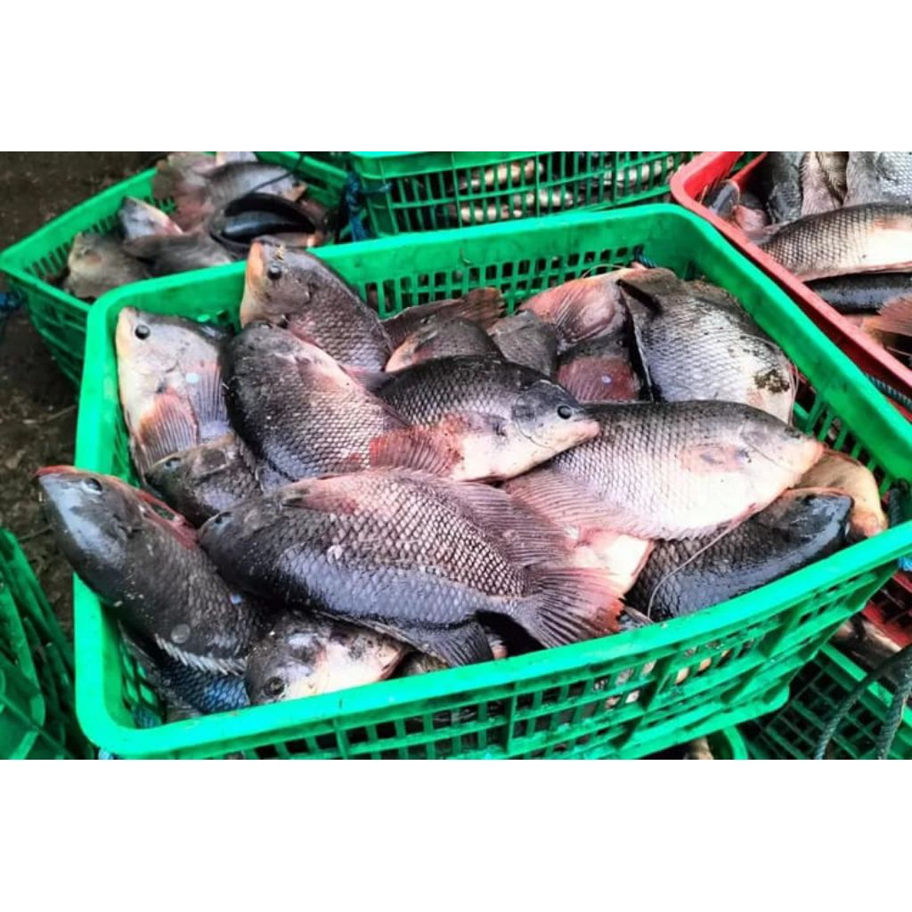 

Ikan Mujair 1 kg