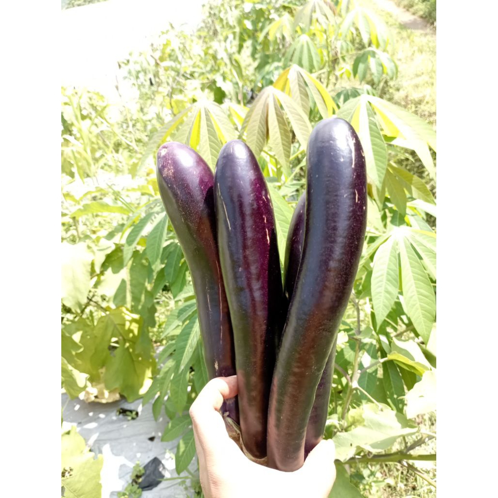 

Terong 1Kg Segar Langsung Petani