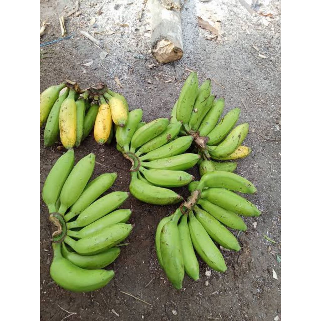 

Pisang Jantan Lampung