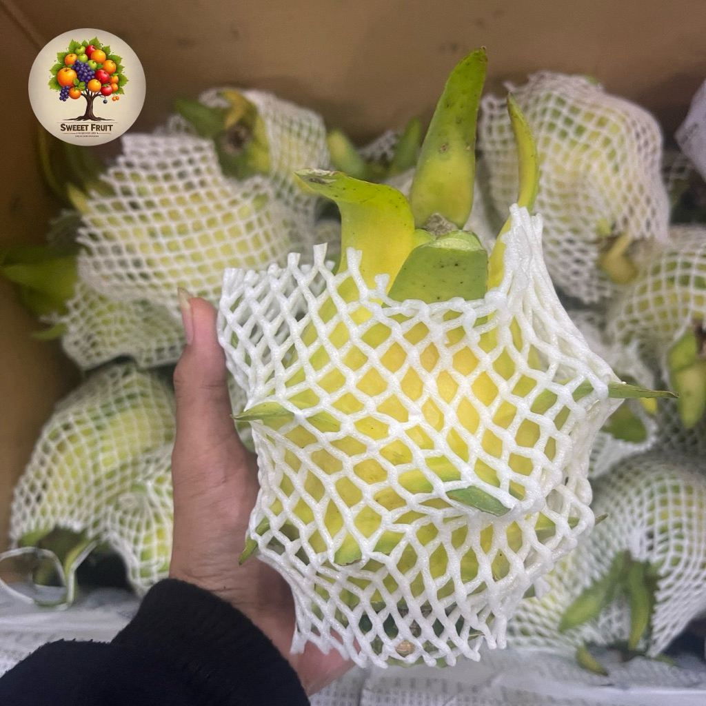 

Buah Naga Golden Fruit | Buah Naga Kuning Lokal | Pcs