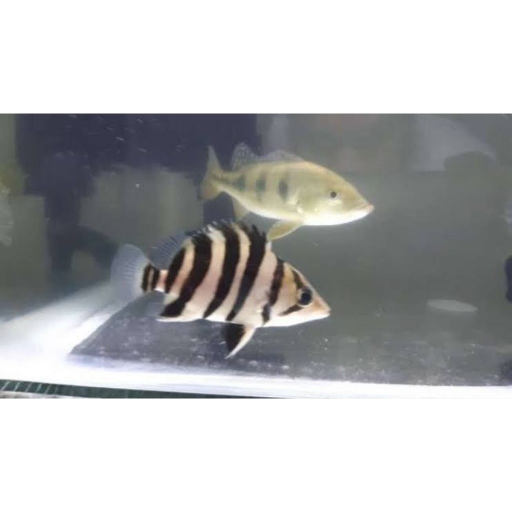 Air Datz Sumatra 4 bar cerah