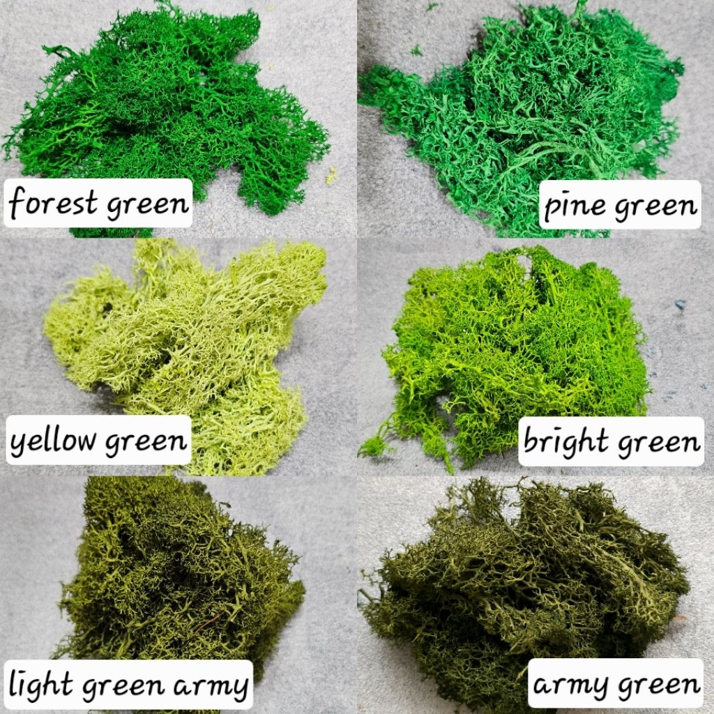 preserved MOSS  / dried flower/ dried moss / moss kering / preserved rose / preserved flowers bunga 