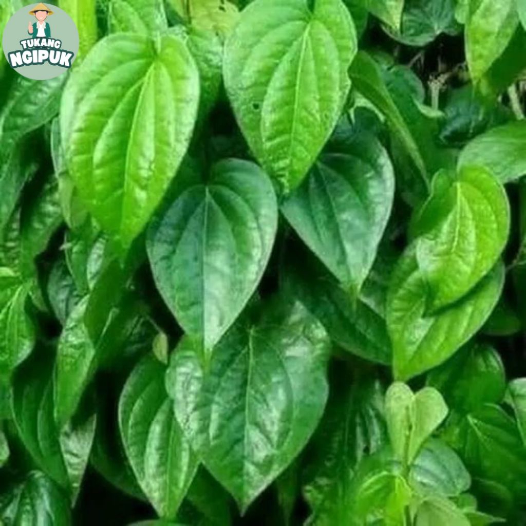 

100 gram Daun Sirih Hijau Herbal 100 % Segar DiPetik Langsung Dari Kebun Dipastikan Fresh