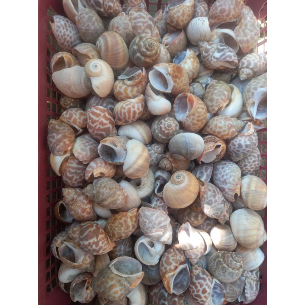 cangkang kelomang /cangkang keong isi 10pcs