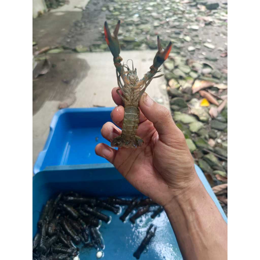 

Bibit Lobster Air Tawar 3 INCH – Wajib Box Garansi untuk Luar Kota
