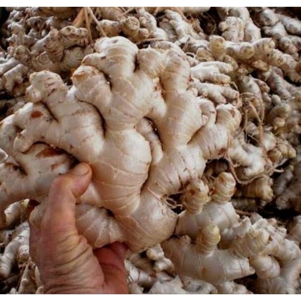 

500gram jahe gajah super unggul