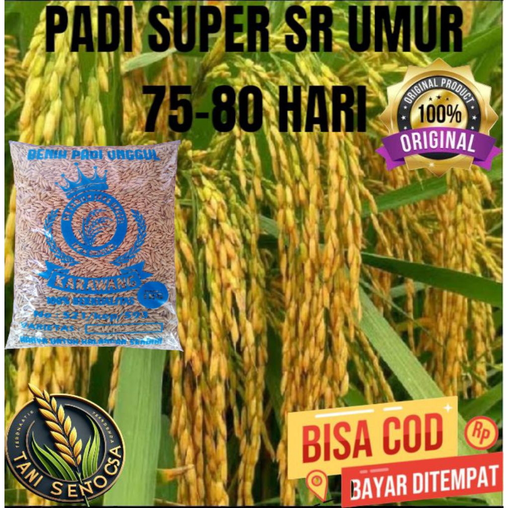 BENIH BIBIT PADI SR UMUR 75-80 HARI BERKUALITAS TERBAIK PADI TELAH DI SORTIR ULANG BIAR TAMBAH BAGUS