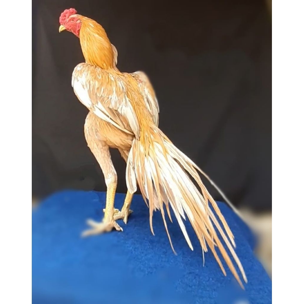 

Telur Tetas Ayam Ekor Lidi Fertil siap untuk ditetaskan