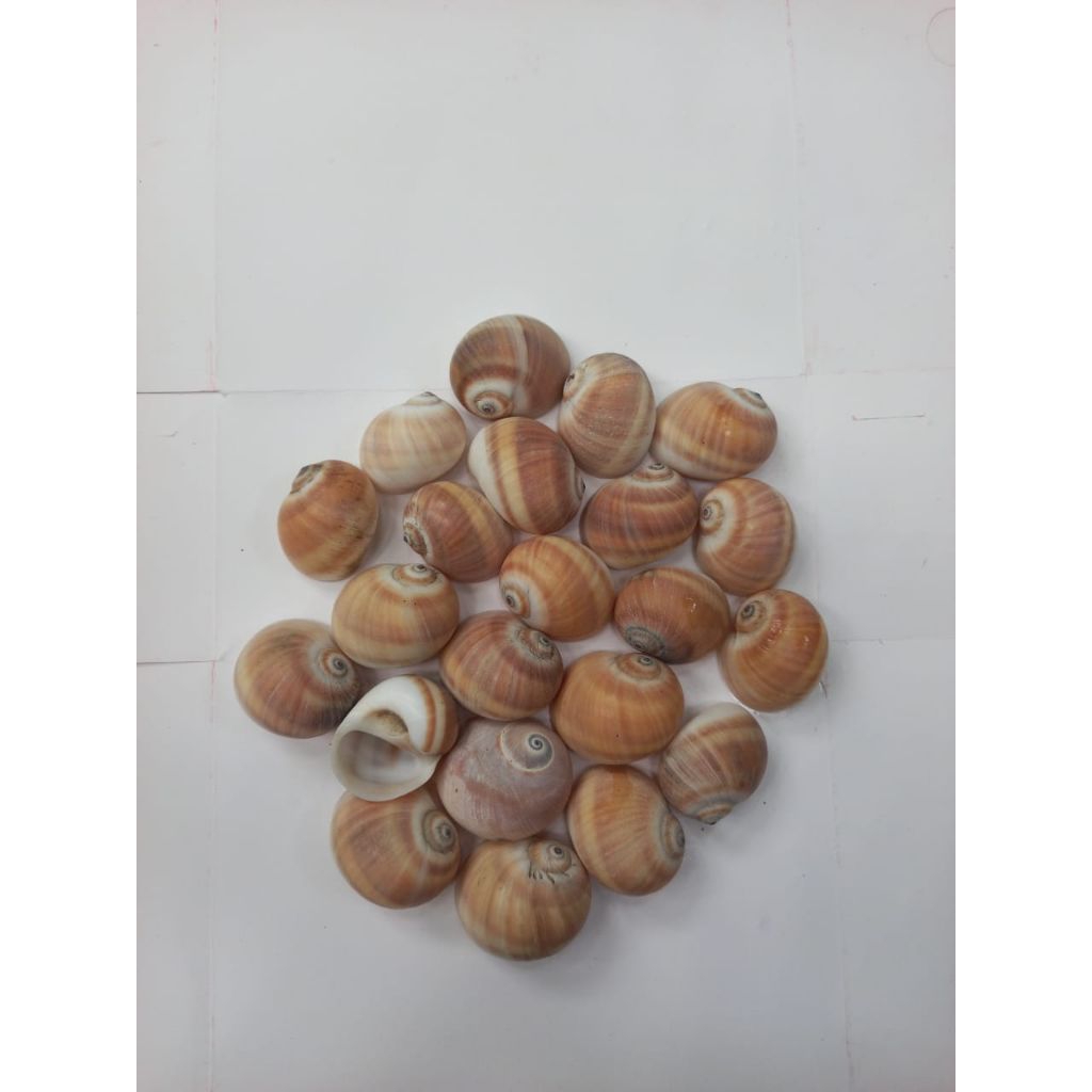 cangkang /cangkang kelomang /cangkang keong isi 4pcs size besar