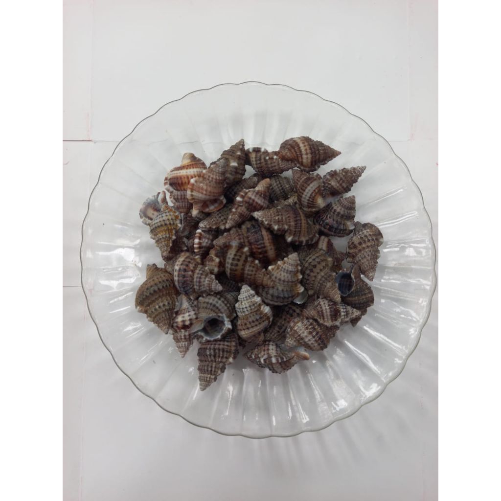 cangkang kerang/cangkang kelomang /cangkang keong isi 30pcs
