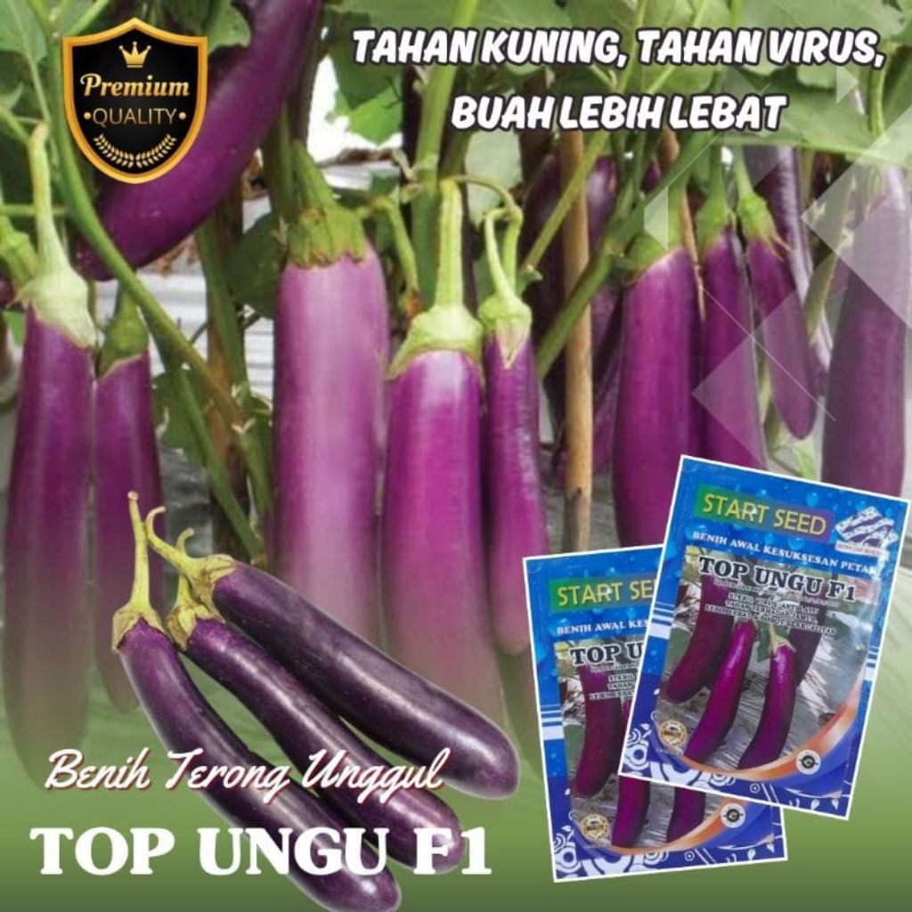 Bibit Terong Ungu Panjang TOP UNGU Benih Terong Ungu Jumbo 10 gram