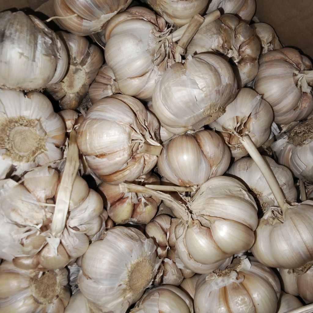 

Promo!! bawang putih 1kg | kondisi bersih No busuk |