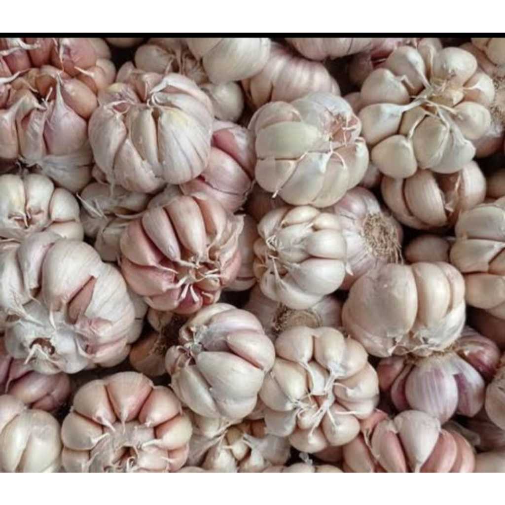 

Bawang putih sinco 10kg