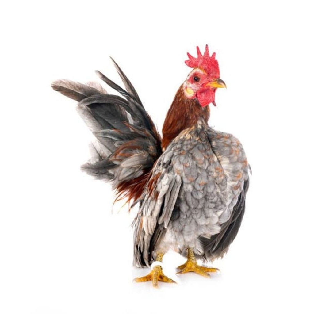 

Telur Tetas Ayam Hias Serama Malaysia Fertil siap untuk ditetaskan