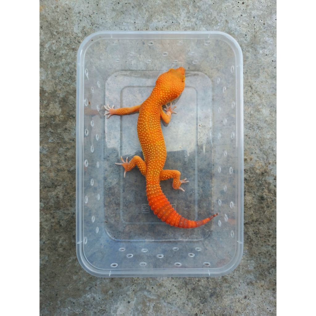 MAINAN GECKO SUNGLOW TOMATO FULL CT