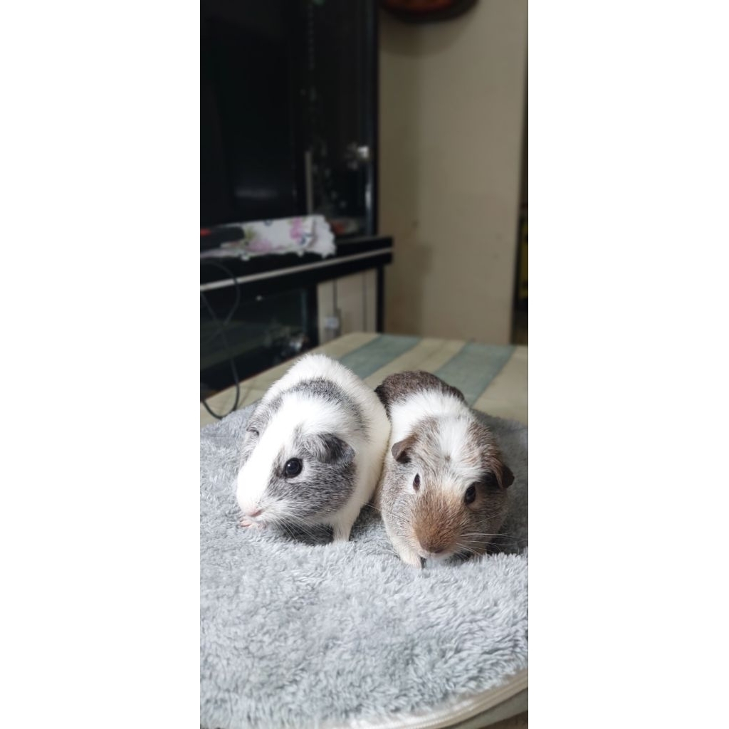 Sepasang Marmut Guinea Pig American Siap Breeding