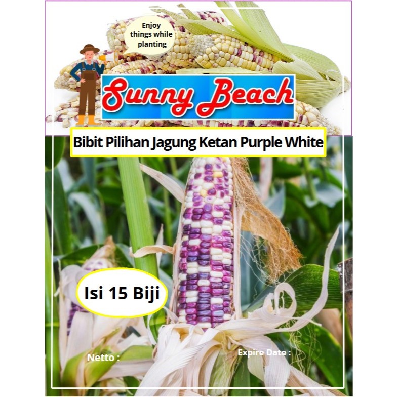 Bibit Pilihan Jagung Ketan Purple White | Biji Benih Jagung Ketan Purple White | Jagung