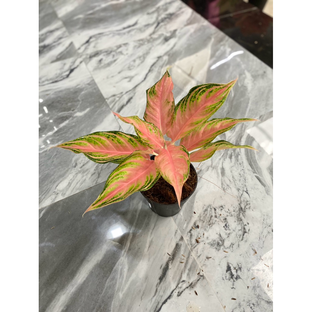 Aglonema pink sunset/Tanaman hias aglonema/Pink sunset