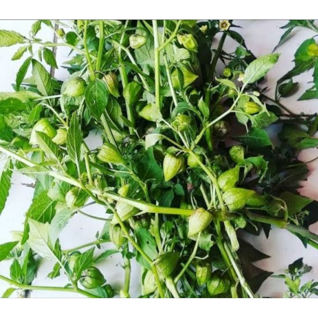 

Ciplukan segar cecenet segar organik 500 gram-az