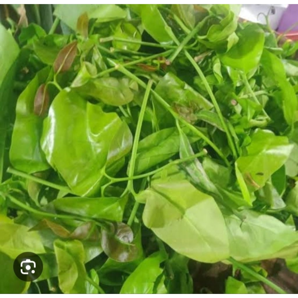 

1kg daun melinjo muda segar