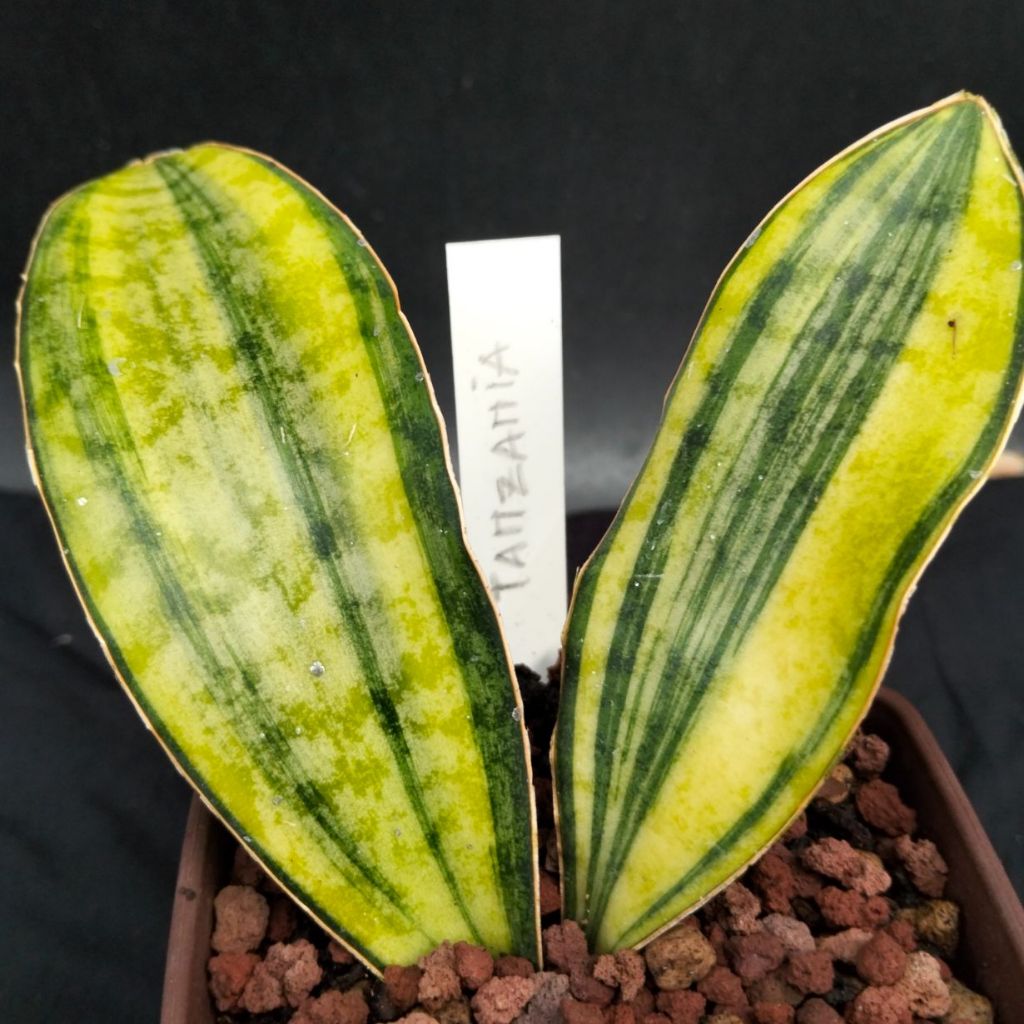 Sansevieria Tanzania Varigata