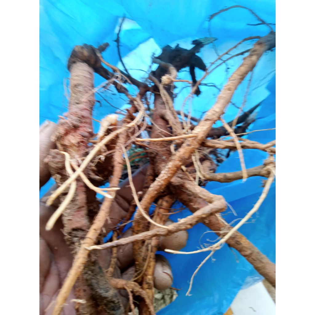 

akar.putri.malu.langsung.petik.dari.pohonya.per.1kg