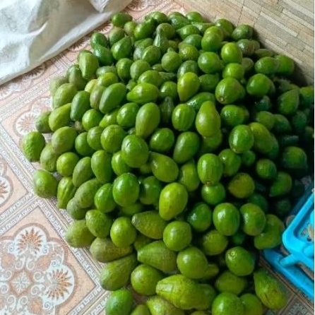 

Alpukat Mentega Muria manis legit 1 kg isi 5 6 7 buah