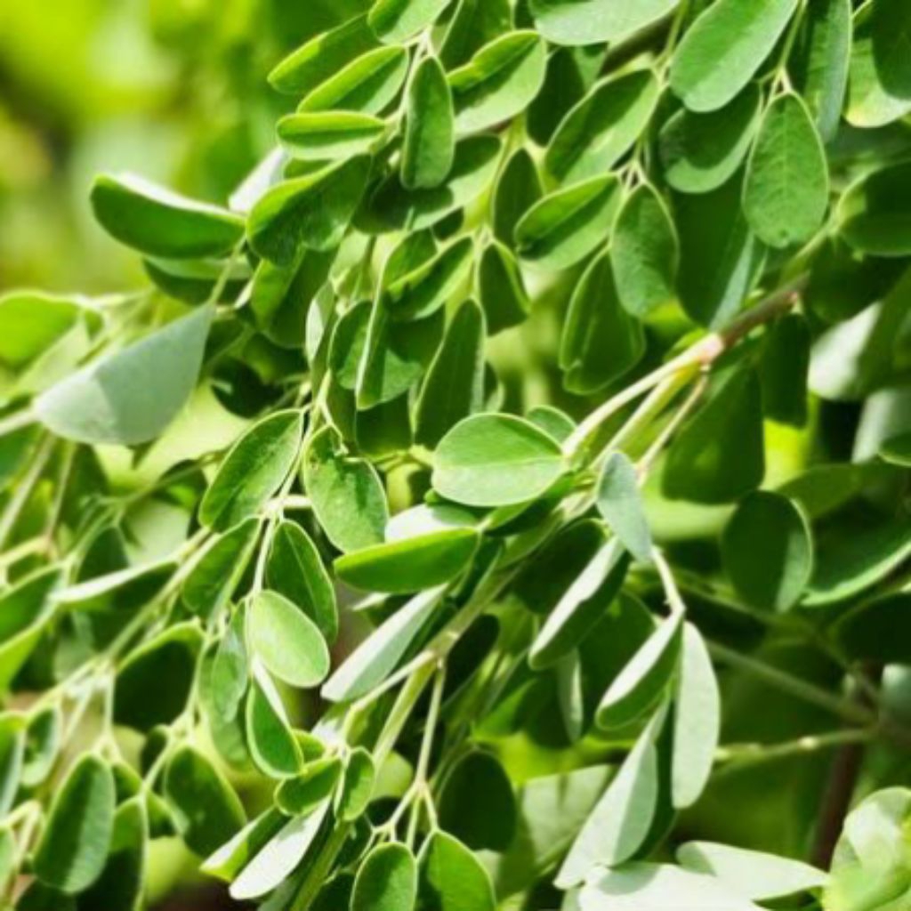 

Daun Sayur Kelor Fress Kemasan 100 gram