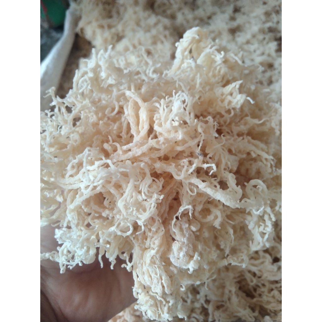 

Rumput Laut Kering Untuk Es Campur Dan Es Buah 1kg